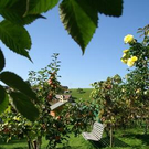 2200561.jpg