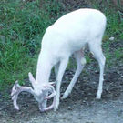 33.jpg