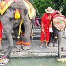 elefant.jpg