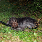 hund1.jpg