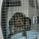 hund4.jpg
