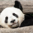 Fu Long in Bildern