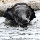 elefant1.jpg