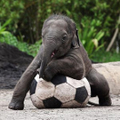 elefant2.jpg