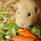 Kaninchen und Meerschweinchen im Vorarlberger Tierschutzheim