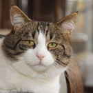 Vermittlungstier: Schmusekater Streuner