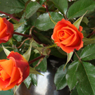 Rosen aller Art