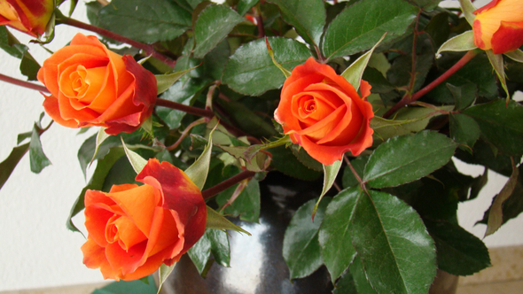 Rore Rosen 2.jpg