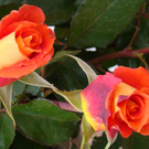 Rote Rosen 1.jpg