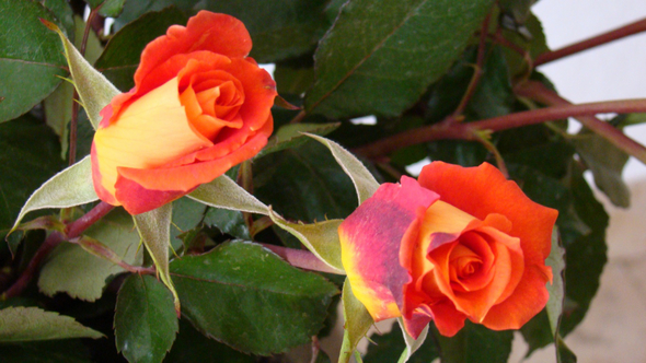 Rote Rosen 1.jpg