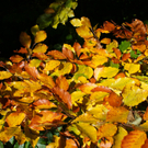 DSC0AA11.JPG
