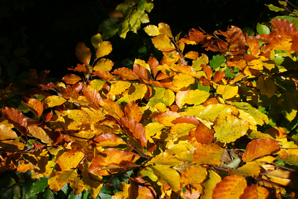 DSC0AA11.JPG