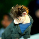 cats_in_haute_640_11.jpg