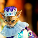 cats_in_haute_640_13.jpg