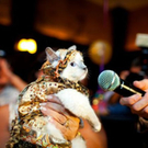 cats_in_haute_640_16.jpg