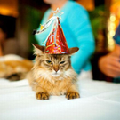 cats_in_haute_640_24.jpg
