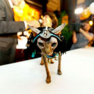 cats_in_haute_640_26.jpg