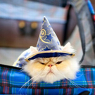 cats_in_haute_640_27.jpg