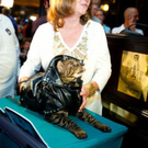 cats_in_haute_640_29.jpg