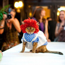 cats_in_haute_640_32.jpg