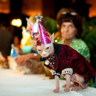 cats_in_haute_640_33.jpg