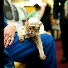 cats_in_haute_640_34.jpg
