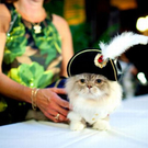 cats_in_haute_640_36.jpg