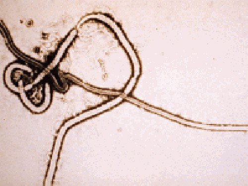 ebola.jpg