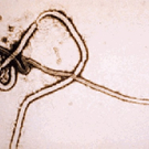ebola.jpg