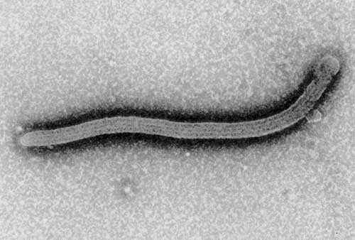 ebola1.jpg