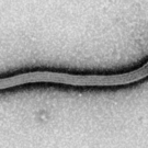ebola1.jpg