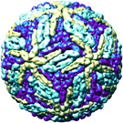 dengue1.jpg