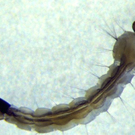 dengue3.jpg