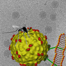 dengue2.jpg