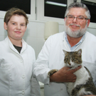 Katze Bea überlebt mehrere Tage in Motorraum