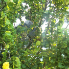 CIMG0402_JPG-1282647596