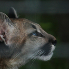 Bilder vom Puma Nachwuchs
