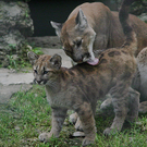 ZooSBG_Puma_Winnie_Valerie.jpg