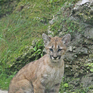 ZooSBG_Pumanachwuchs_Valerie.jpg