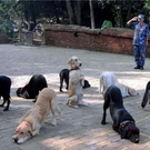 crazy-pics21.jpg