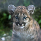 ZooSBG_Puma_Maedchen.jpg