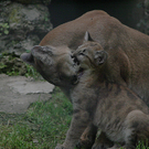 ZooSBG_Pumafamilie5.jpg