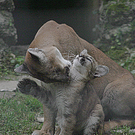ZooSBG_Pumafamilie6.jpg