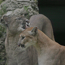 zooSBG_stozePumaeltern.jpg