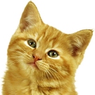 katze_start_jpg-1282821881