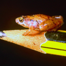 minifrog.jpg