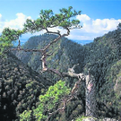 pieniny-sokolica-pine-tree_rbvn_613112346.jpg