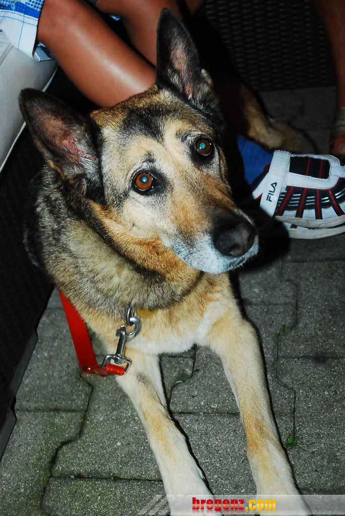 DSC_1988_JPG-1282919578