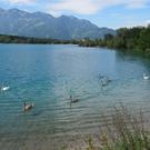 Schwanfamilie