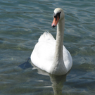 Schw__ne3_JPG-1282981462